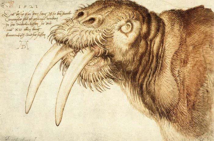 Walrus, Albrecht Durer